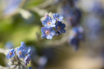 alcuni piccoli e bellissimi fiori di colore blu-azzurro