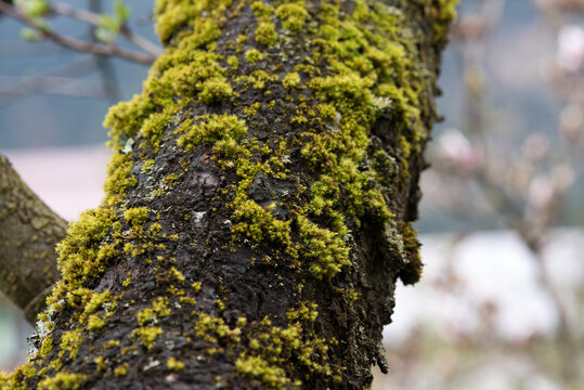 texture di un bel ramo di susino