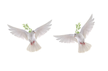 Fototapeta na wymiar two white dove in flight on a white background with an olive branch