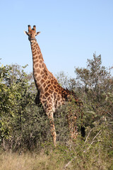 Giraffe / Giraffe / Giraffa camelopardalis