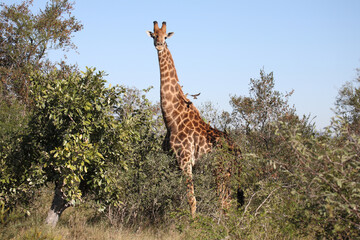 Obraz premium Giraffe / Giraffe / Giraffa camelopardalis