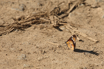 Schmetterling / Butterfly /