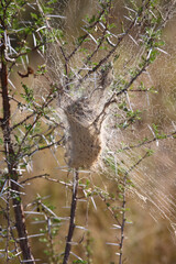 Spinnennetz / Spider´s web /