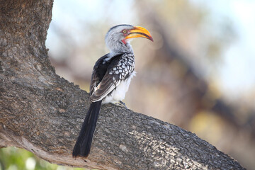 Gelbschnabeltoko / Southern yellow-billed hornbill / Tockus leucomelas