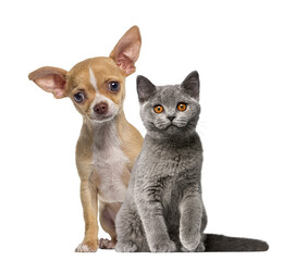 Chihuahua puppy and British shorthair kitten, cat and dog, sitting and looking at the camera.