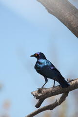 Grünschwanz-Glanzstar / Greater blue-eared starling / Lamprotornis chalybaeus.