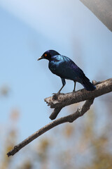 Grünschwanz-Glanzstar / Greater blue-eared starling / Lamprotornis chalybaeus.
