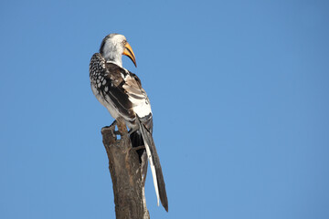 Gelbschnabeltoko / Southern yellow-billed hornbill / Tockus leucomelas