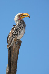Gelbschnabeltoko / Southern yellow-billed hornbill / Tockus leucomelas