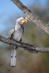 Gelbschnabeltoko / Southern yellow-billed hornbill / Tockus leucomelas