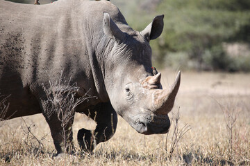 Obraz premium Breitmaulnashorn und Rotschnabel-Madenhacker / Square-lipped rhinoceros and Red-billed oxpecker / Ceratotherium simum et Buphagus erythrorhynchus