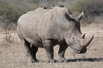 Breitmaulnashorn und Rotschnabel-Madenhacker / Square-lipped rhinoceros and Red-billed oxpecker /...