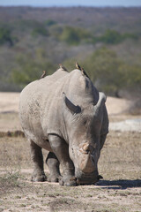Breitmaulnashorn und Rotschnabel-Madenhacker / Square-lipped rhinoceros and Red-billed oxpecker /...