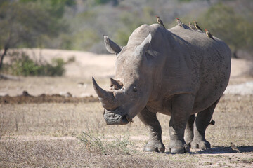 Fototapeta premium Breitmaulnashorn und Rotschnabel-Madenhacker / Square-lipped rhinoceros and Red-billed oxpecker / Ceratotherium simum et Buphagus erythrorhynchus