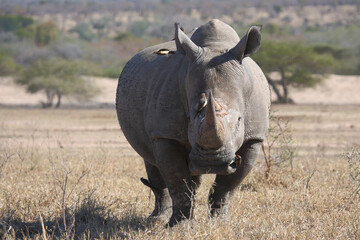 Breitmaulnashorn und Rotschnabel-Madenhacker / Square-lipped rhinoceros and Red-billed oxpecker /...