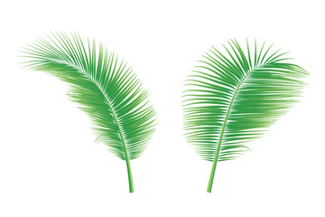 Set of palm leaves or coconut leaves. Natural pattern, and Copy space. For advertisements, business cards, brochures and white backgrounds.