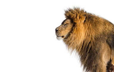 Perfect profile of an adult male lion looking away, isolated on white
