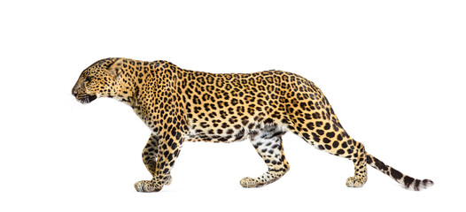 Side view of a Spotted leopard walking away, Panthera pardus, isolated on white