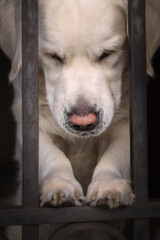 Portrait of a beautiful golden retriever