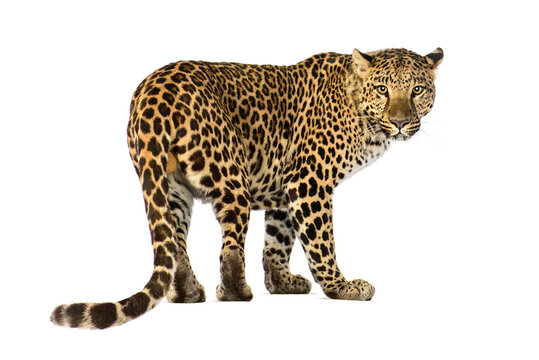 Back view of a Spotted leopard Panthera pardus looking at camera, isolated on white