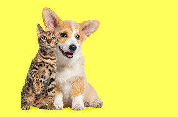 Cat and dog Sitting together, Puppy Welsh Corgi and bengal cat  looking at camera, isolated on yellow