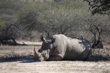 Breitmaulnashorn und Rotschnabel-Madenhacker / Square-lipped rhinoceros and Red-billed oxpecker /...