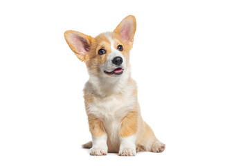 happy panting Welsh Corgi Pembroke Puppy Sitting, isolated on white