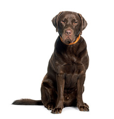 Chocolate Labrador sitting wearing a collar, isolated in white