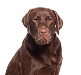 Head shot of a Chocolate Labrador wearing an orange dog collar