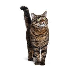 Fototapeta na wymiar Tabby crossbreed cat standing in front and looking up, isolated on white