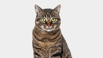 Head shot of a Tabby crossbreed cat looking at the camera against a grey background