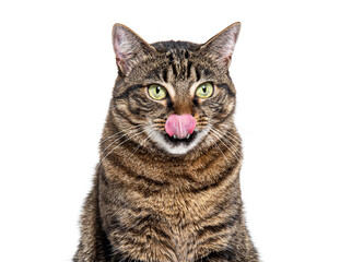 Head shot of a Striped Tabby crossbreed cat licking its lips waiting for food, isolated on white