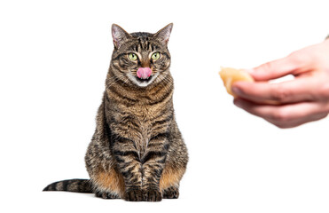 Tabby crossbreed cat licking its lips, looking a hand with food, isolated on white - obrazy, fototapety, plakaty