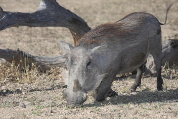 Warzenschwein / Warthog / Phacochoerus africanus