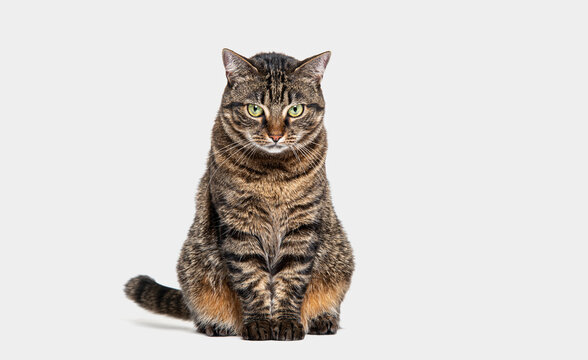 Tabby crossbreed cat sitting in front and looking at camera, isolated on grey backgroung