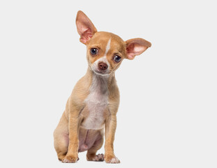 Little young short haired Chihuahua puppy, 3 months old, isolated on grey