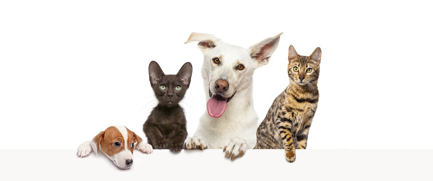 Group of pets leaning together on a empty web banner to place text. Cats and dogs © Eric Isselée