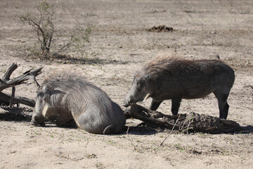 Warzenschwein / Warthog / Phacochoerus africanus