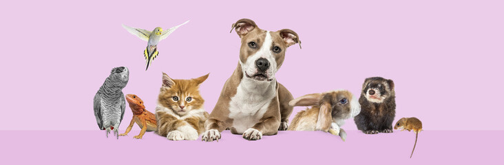 Group of pets leaning together on a empty web banner to place text.   Cats, dogs, rabbit, ferret, rodent, reptile, bird, isolated on pink