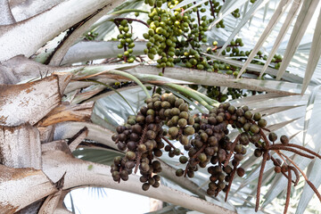 Silvery Bismarckia is a noble monotypic genus from the Palm family with brown fruits and white...