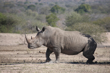Breitmaulnashorn und Rotschnabel-Madenhacker / Square-lipped rhinoceros and Red-billed oxpecker /...