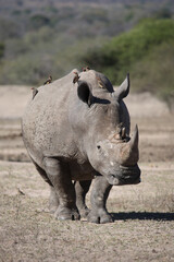 Obraz premium Breitmaulnashorn und Rotschnabel-Madenhacker / Square-lipped rhinoceros and Red-billed oxpecker / Ceratotherium simum et Buphagus erythrorhynchus