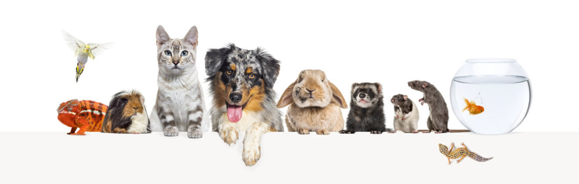 Group of pets leaning together on a empty web banner to place text.   Cat, dog, rabbit, ferret, rodent,  fish, reptile, bird, rats