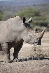 Breitmaulnashorn und Rotschnabel-Madenhacker / Square-lipped rhinoceros and Red-billed oxpecker / Ceratotherium simum et Buphagus erythrorhynchus