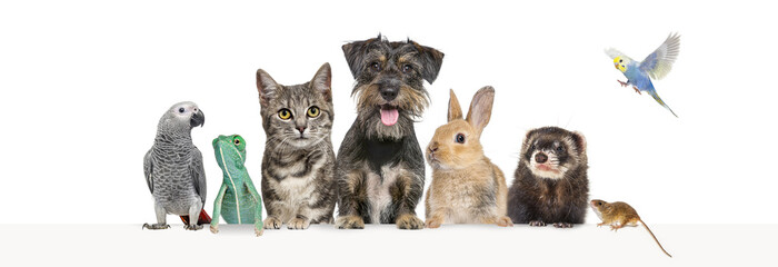 Group of pets leaning together on a empty web banner to place text.   Cats, dogs, rabbit, ferret,...