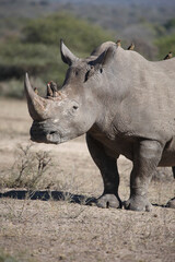 Obraz premium Breitmaulnashorn und Rotschnabel-Madenhacker / Square-lipped rhinoceros and Red-billed oxpecker / Ceratotherium simum et Buphagus erythrorhynchus