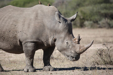 Fototapeta premium Breitmaulnashorn und Rotschnabel-Madenhacker / Square-lipped rhinoceros and Red-billed oxpecker / Ceratotherium simum et Buphagus erythrorhynchus
