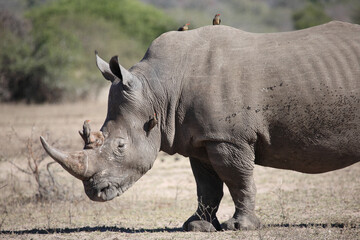 Obraz premium Breitmaulnashorn und Rotschnabel-Madenhacker / Square-lipped rhinoceros and Red-billed oxpecker / Ceratotherium simum et Buphagus erythrorhynchus