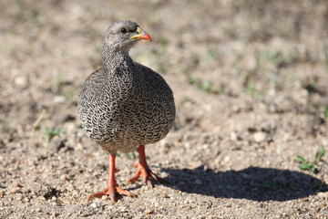Natalfrankolin / Natal francolin / Francolinus natalensis.