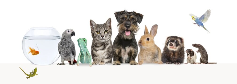 Group of pets leaning together on a empty web banner to place text. Cats, dogs, rabbit, ferret, rodent, reptile, bird © Eric Isselée